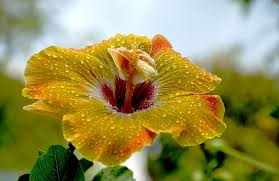 Black and white photos, sepia, and videos are welcome. Yellow Hibiscus Flowers Hd Wallpapers Free Download Wallpaperbetter