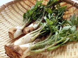 うどの栄養素と効能 日本に自生する山菜 漢方にも