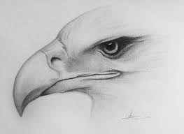 Afbeeldingsresultaat Voor Tekeningen Om Na Te Tekenen Dieren Tekenen Tekenen Vogels Tekenen