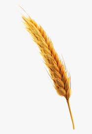 Producent sprzętu i wyposażenia dla piekarni i cukierni. Espiga De Trigo Triticale Hd Png Download Transparent Png Image Pngitem