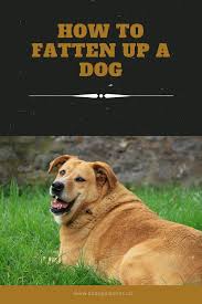 Expired Domain Expired Dogs Dog Lovers Dog Friends
