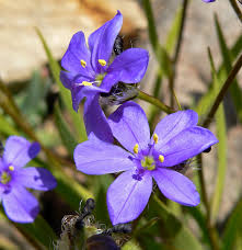 Image result for Aristea angolensis
