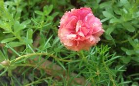 Check spelling or type a new query. Top 10 Cheap House Plants In The Philippines Plants Cheap Houses House Plants