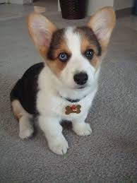 As a well respected, reputable breeder, and member of the pembroke welsh corgi club of southern ca; Pembroke Welsh Corgis A Puppy Buying Guide