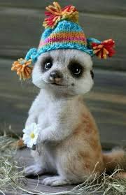 Pin By Noura Jradi On Animals Cute Animals Cute Animal Photos Cute Baby Animals