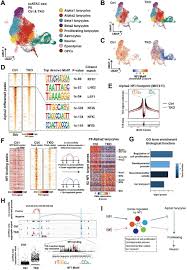 The latest tweets from city of redwood city (@redwoodcity). Control Of Neurogenic Competence In Mammalian Hypothalamic Tanycytes Biorxiv