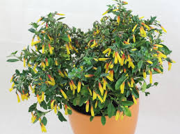 Image result for Justicia phyllostachys