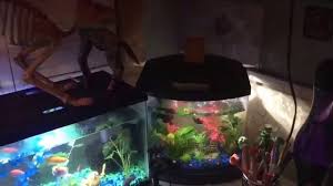 For nfl star chad ochocinco. My Aquarium Bedroom Youtube