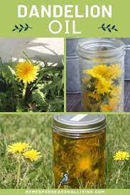 Making And Using Dandelion Oil Dandelion Oil Natural Healing Remedies Natural Cold Remedies
