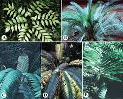 Image result for Gnetaceae