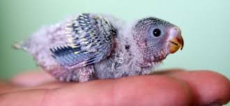 Home Daily Mail Online Budgies Pet Birds Budgies Bird