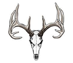 Black And White Deer Skull Whitetail Deer Skull Tattoos Deer Skull Tattoos Deer Skull Drawing Deer Skulls