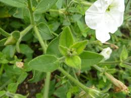 Image result for Petunia axillaris