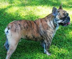 Black And Brown Brindle French Bulldog Frenchie Colors Kissabullz French Bulldogs Brindle French Bulldog Merle French Bulldog French Bulldog