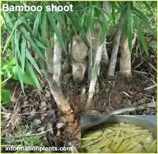 فوائد براعم الخيزران او براعم الخيزران Bamboo Shoot الخضروات النبات معلومان عامه معلوماتية Bamboo Shoots Vegetables Asparagus