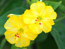 Image result for Mirabilis jalapa