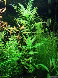 Image result for Hygrophila spiciformis