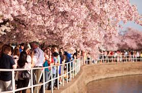 Cherry blossoms in Washington to reach 2019 peak on April 1 | CNN ...