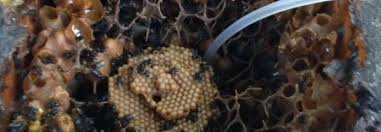 Admindecember 11, 2019january 18, 2021 uncategorized no comments. Khasiat Propolis Encikshino Com
