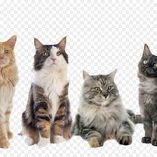 Please visit this link if you are interested in a bernese mountain dog puppy or adult. Dog And Cat Png Download 1080 1080 Free Transparent Maine Coon Png Download Cleanpng Kisspng