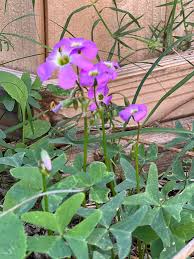 Image result for Oxalis latifolia