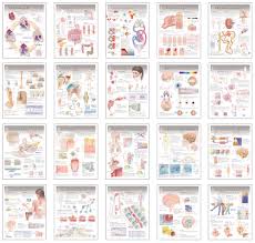 human physiology chart set