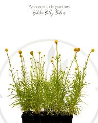 Image result for Pycreus chrysanthus