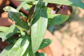 Image result for Memecylon sp. C