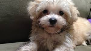 Maltipoo furbabies is here to help you find the perfect new puppy. Maltipoo Or Maltese Poodle Mix Pups For Sale In Florida Ginger Micheline S Pups