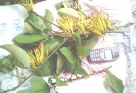 Image result for Phragmanthera capitata