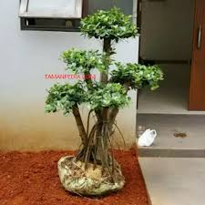 Setelah di pruning nanti kita akan tahu mana bonsai yang batang nya. Jual Bonsai Beringin Korea Tamanpedia