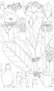 Image result for Craterispermum