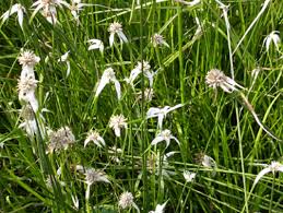 Image result for Rhynchospora gracillima