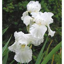 Iris Germanica Immortality Reblooming White Flower Farm Iris Flowers White Iris