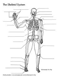 The following article will help you learn more in detail about the bones. Skeletal System Diagrams For Labeling With Reference Information And Charts