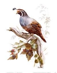 Check spelling or type a new query. California State Bird California Valley Quail Lophortyx Californica From Netstate Com