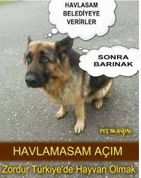 Dile Benden Ne Dilersen Ded Adli Kullanicinin Guzel Yazilar Panosundaki Pin Hayvan Haklari Hayvan Hayvanlar