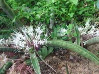 Image result for Sansevieria hallii