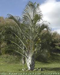 Image result for Dypsis decaryi