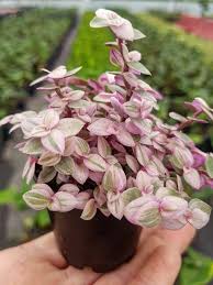 Maybe you would like to learn more about one of these? Callisia Repens Pink Lady Turtle Vine World Of Succulents