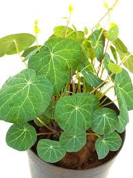 Image result for Cyphia erecta