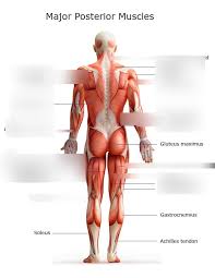 Back to blank muscle diagram. Muscle Labeling Back Diagram Quizlet