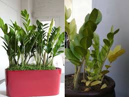 How To Care For Yellow Leaves On A Zz Plant Zamioculcas Zamiifolia World Of Succulents Plants Plant Leaves Turning Plant Leaves Turning Yellow