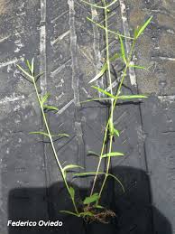 Image result for Oldenlandia lancifolia