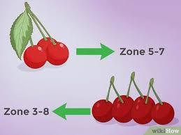 Maybe you would like to learn more about one of these? How To Plant Cherry Seeds With Pictures Wikihow