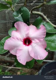 Image result for Adenium boehmianum