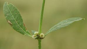 Image result for Alternanthera sessilis