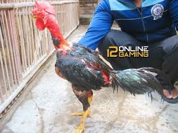 Legenda Ayam Aduan Olagan Bali Bali Legenda Ayam
