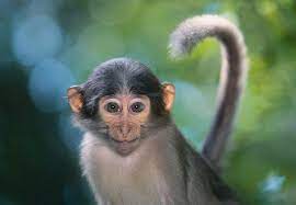 Tai A Sooty Mangabey In The African Rainforest Is One Of The Troop Of Multilingual Monkeys Eight Species Who All Monkey Pictures Monkeys Funny Cute Animals