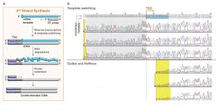 Cdna synthesis from exosomal rna. Template Switching Rt Enzyme Mix Neb
